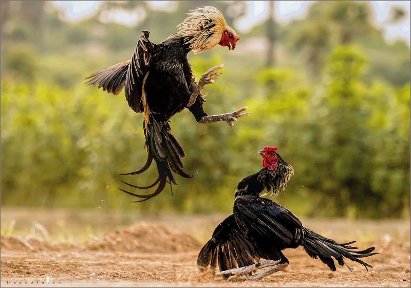 Phân tích kỹ thuật chọn gà và đá gà từ cao thủ game bài 2 Cách huấn luyện gà ảnh hưởng lớn đến phong độ thi đấu