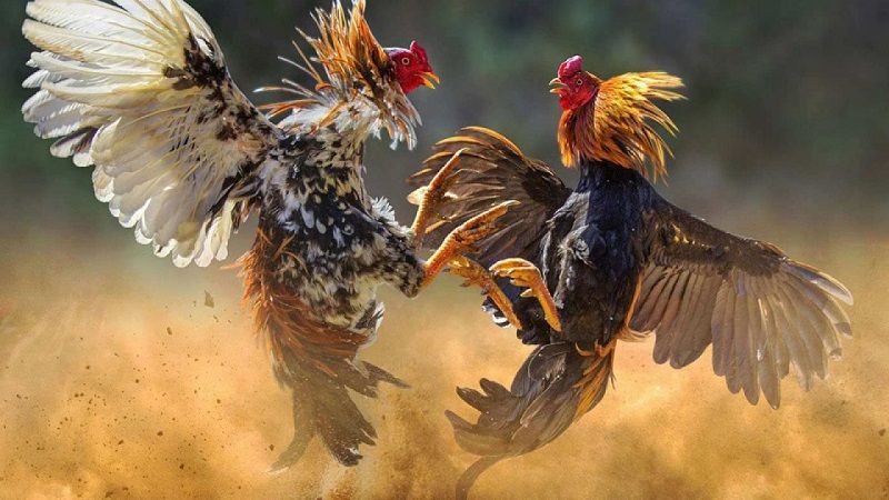 Phân tích kỹ thuật chọn gà và đá gà từ cao thủ game bài 3 Tham gia thi đấu nhiều là cách nâng cao kỹ năng cho chiến kê