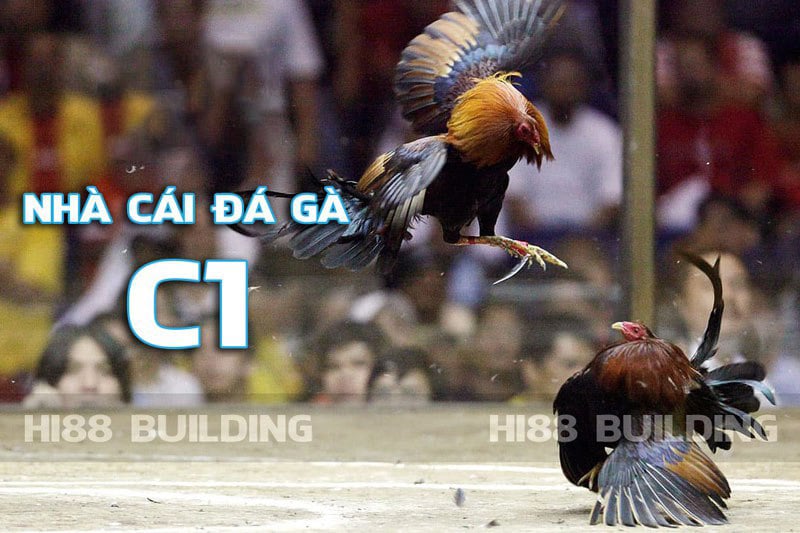 Trải nghiệm trận kê đấu đỉnh cao khi xem trực tiếp đá gà C1 1 Website game bài đổi thưởng Trực Tiếp Đá Gà C1 Uy Tín