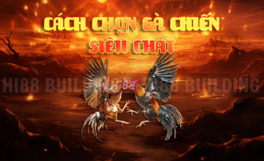 Phân tích kỹ thuật chọn gà và đá gà từ cao thủ game bài 1 Cao thủ game bài chia sẻ cách chọn gà chiến siêu chất chơi